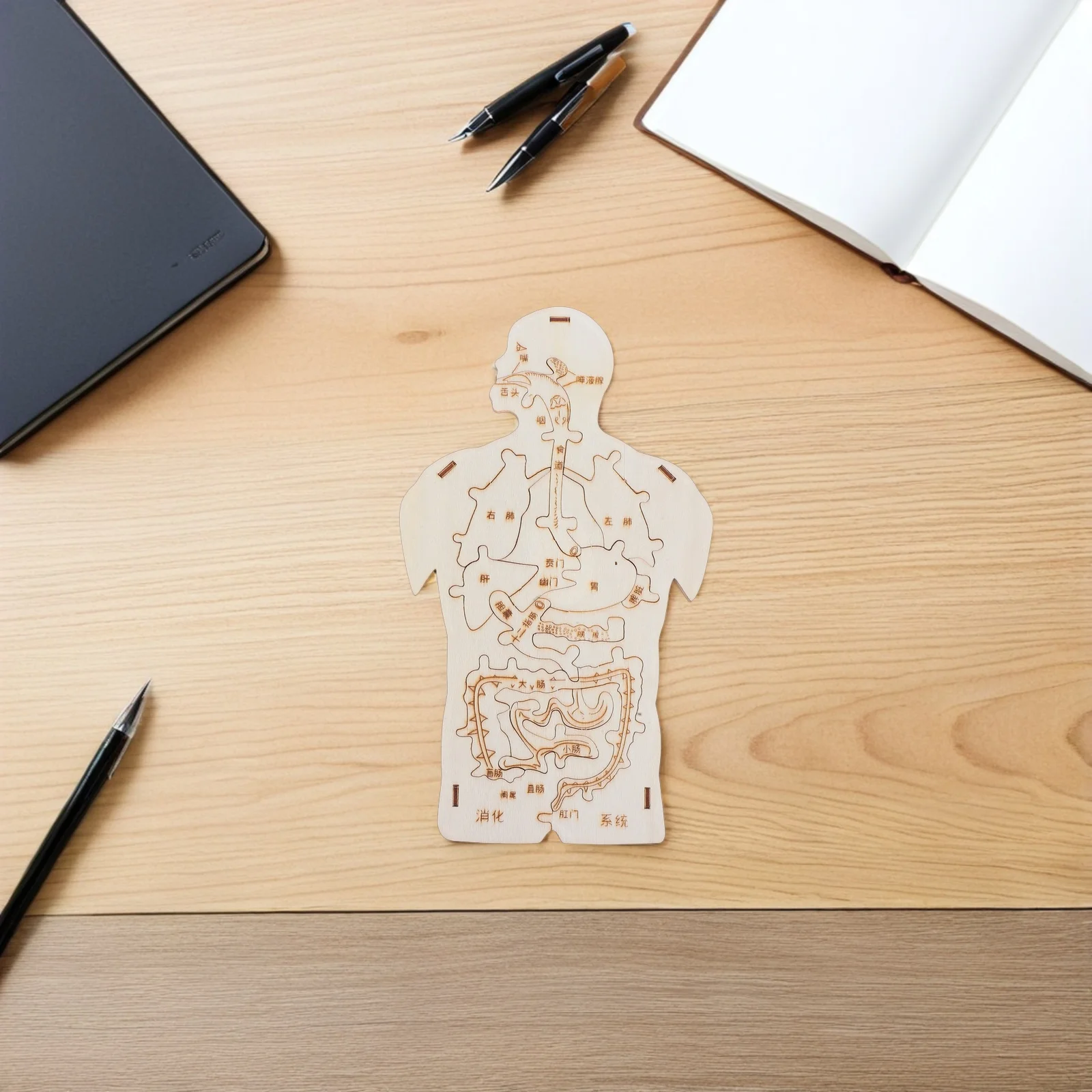 3 قطع من ألغاز أجهزة الجسم الخشبية - لعبة التشريح البشري المثير للأطفال - تطوير المهارات الحركية والمحو الأمية العلمية - #1