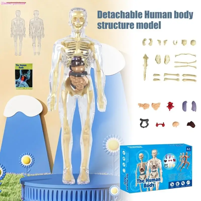 D0JC Giocattolo pratico per l'apprendimento che mostra struttura degli organi interni per studenti elementari