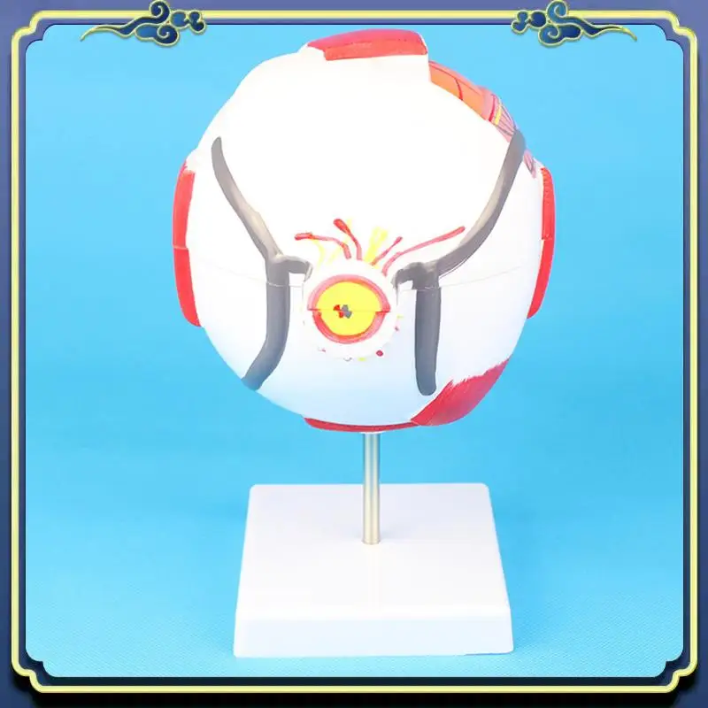 

Портативная модель век для глазного яблока, разборка, 6-кратный увеличенный оптический нерв для специального обучения глаз, 1 шт.