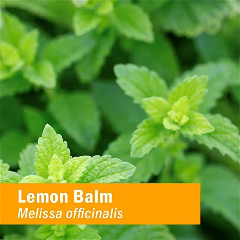 LEMON BALM GLYCERITE 1 OZ:01504