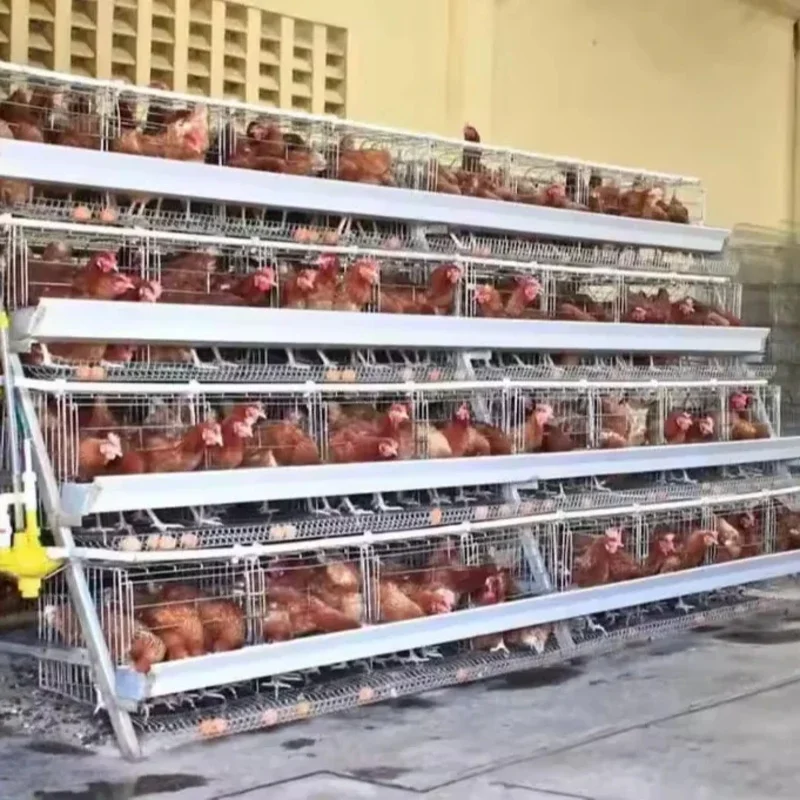 

Fully Automatic galvanized cage poultry farm equipment sale automatic feeding system livestock