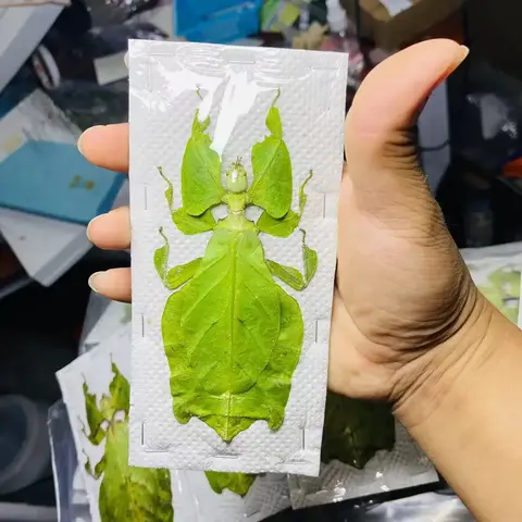 Real Animal Insect Specimens Bamboo Knot Insect Cicada Spiders Scorpions Locusts Centipedes Hornets Bees Butterfly Decoration