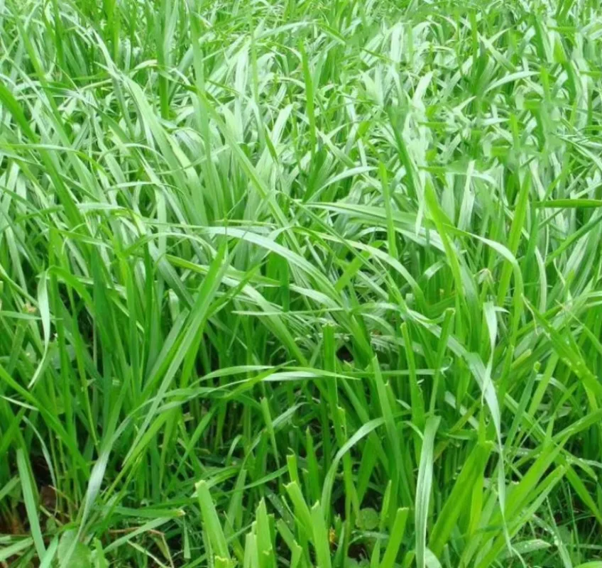 Multi Functional Hydroseeding Machine Multi Purpose Seed Spraying Equipment For Greening Afforestation Works