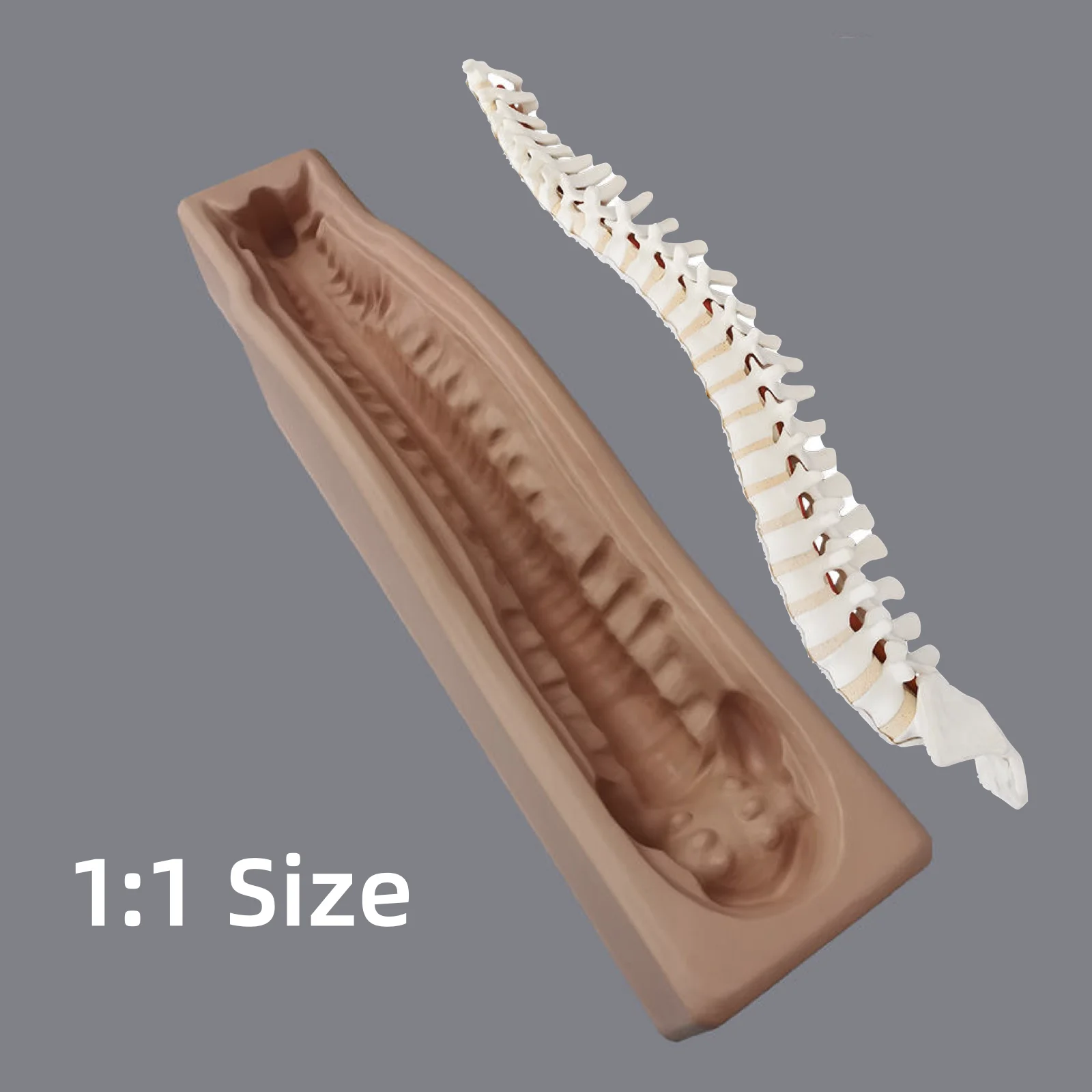 KyrenMed Sawbones Cervical Spine C1 to Sacrum S1 Model Holder C1-S1 Human Skeleton Bone Model Base Support Stand Spinal Anatomy