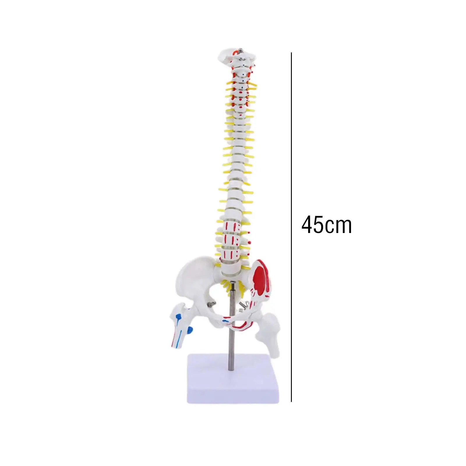 Modelo Espinha Anatômica com Ilustrações Musculares, Ferramenta Educacional, 17"