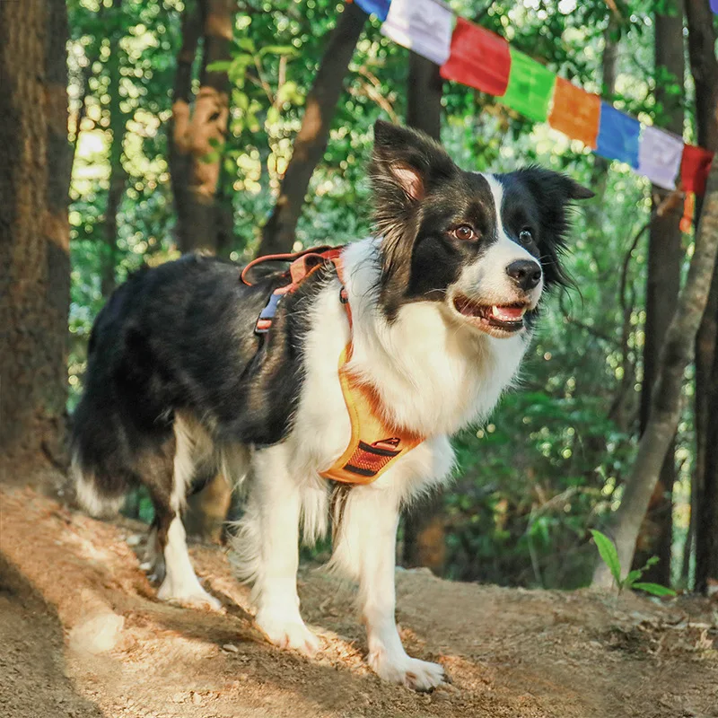 Dog leash with adjustable chest and back, medium-sized and large dog leash, vest style shoulder strap to prevent slipping