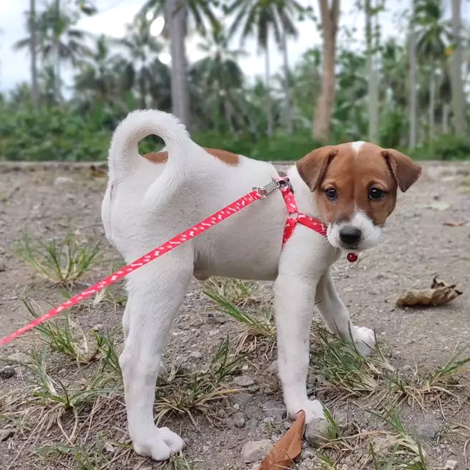 Correa barata para perros pequ - Retractable Dog Leash reseña y precio