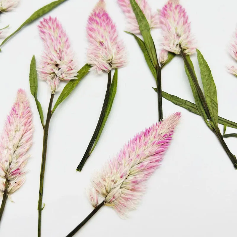 

100Pcs Fox Tail Grass Pink Phoenix Tail Dried Flowers Pressed Real Flower Plant Specimens for Aromatherapy Candles, Greeting Cards, Photo Frames, Handmade DIY Materials, Pressed Dried Flowers