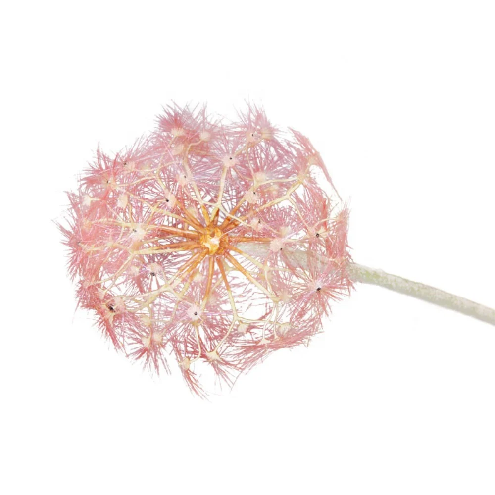 hot sale wholesale Nordic simple style artificial dandelion for home living room decoration scene