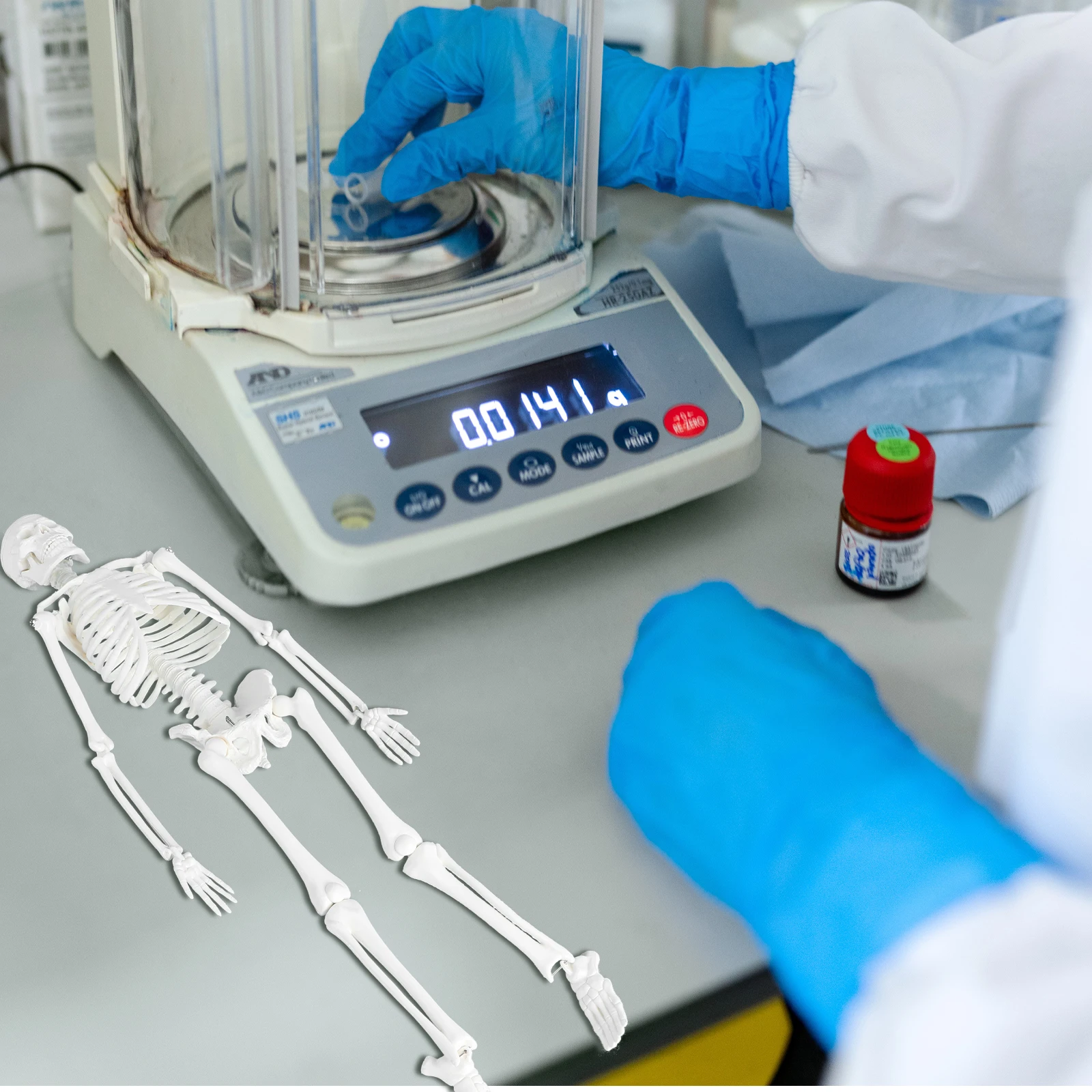 

45Cm Human Medical Anatomical Study Pvc Unbreakable Washable Removable Movable Mandible Serrated Sutures Medical