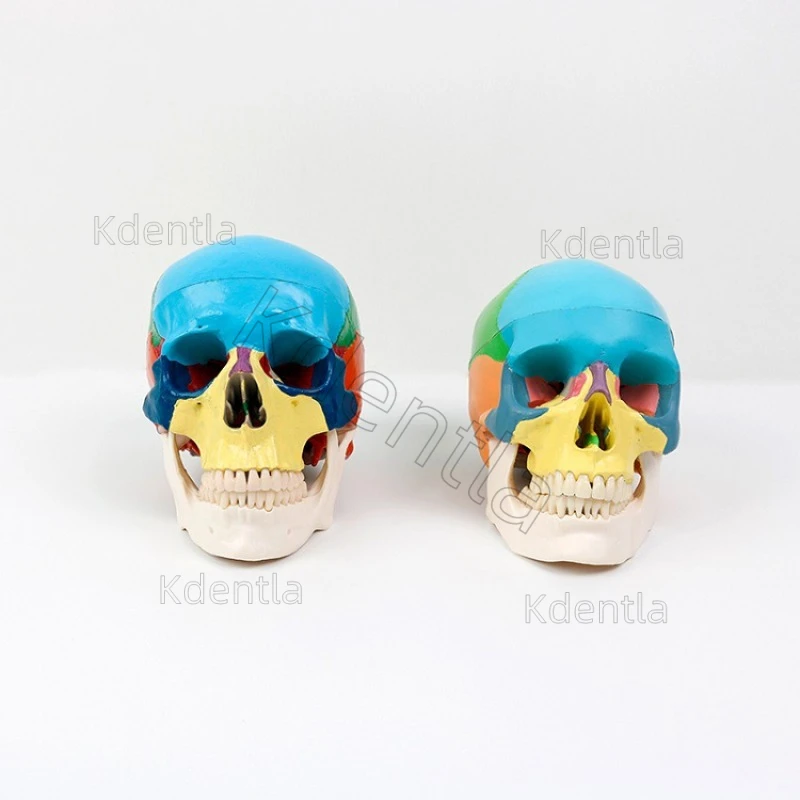 Colorful Human Skull Model Anatomical Anatomy Medical Teaching Skeleton Head Studying Teaching Supplies Tooth Teaching Studying