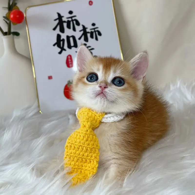 بحتة اليد الكروشيه الحيوانات الأليفة التعادل لينة مرنة القط ربطة القوس فيونكة شتاء دافئ الحيوانات الأليفة الملحقات الكلب مريلة طوق الطرف الديكور