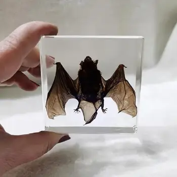 박제 박쥐 송진 실제 동물 표본, 과학 교실 교육용, 이상한 생물학 팬에게 좋은 선물