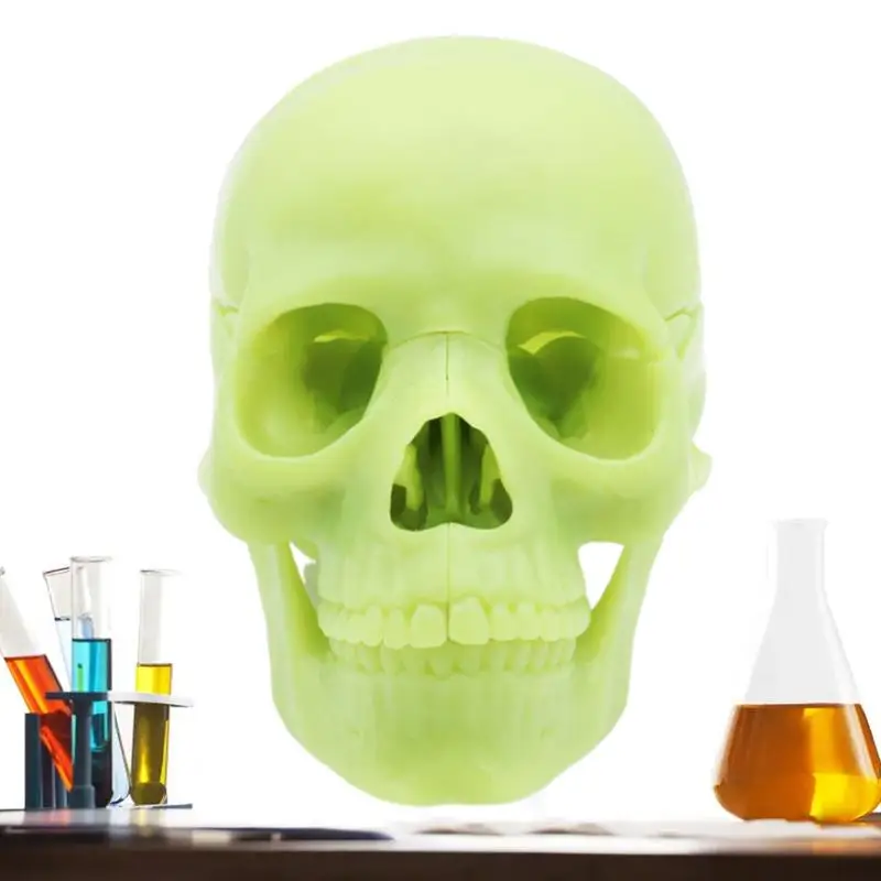 

Skull Anatomy Model 15-Part Detachable Human Skull Heads Human Skull Caps Realistic Human Head Skull Anatomical Model For