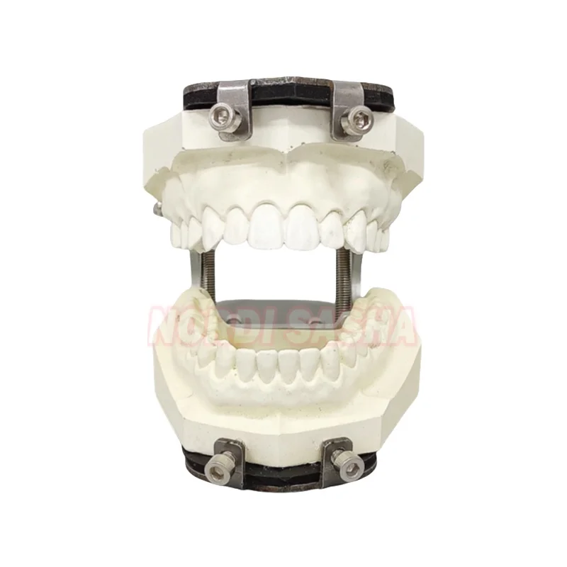 

1Pcs/Box Dental Lab Denture Plaster Model Bracket Holder Fixer Dental Technician Training Teaching & Studying Model