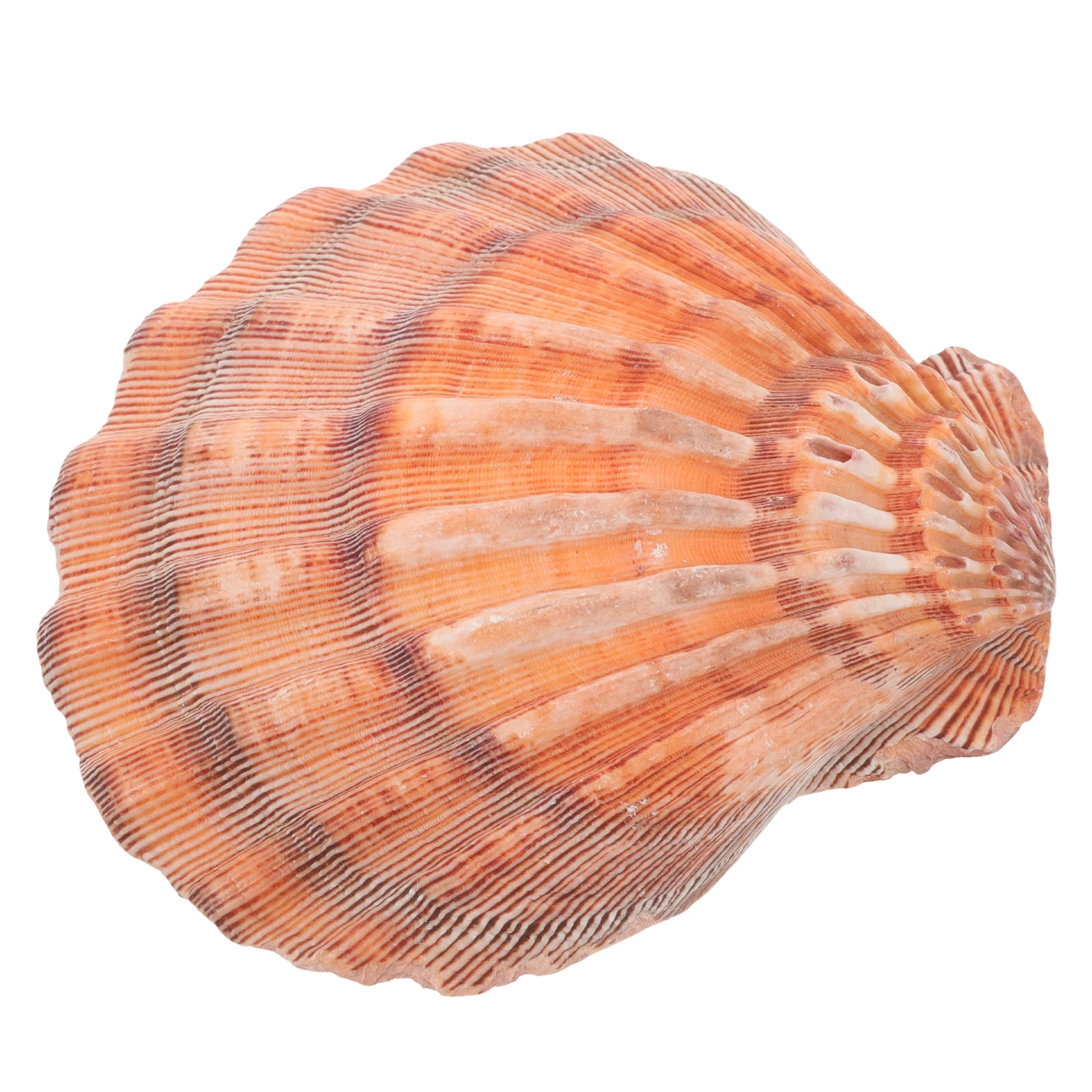 

Natural Seashell Jewelry Tray 13-14CM Lion Claw Shell Storage Organizer Seashell Trinket Dish Key Bowl Vanity Box
