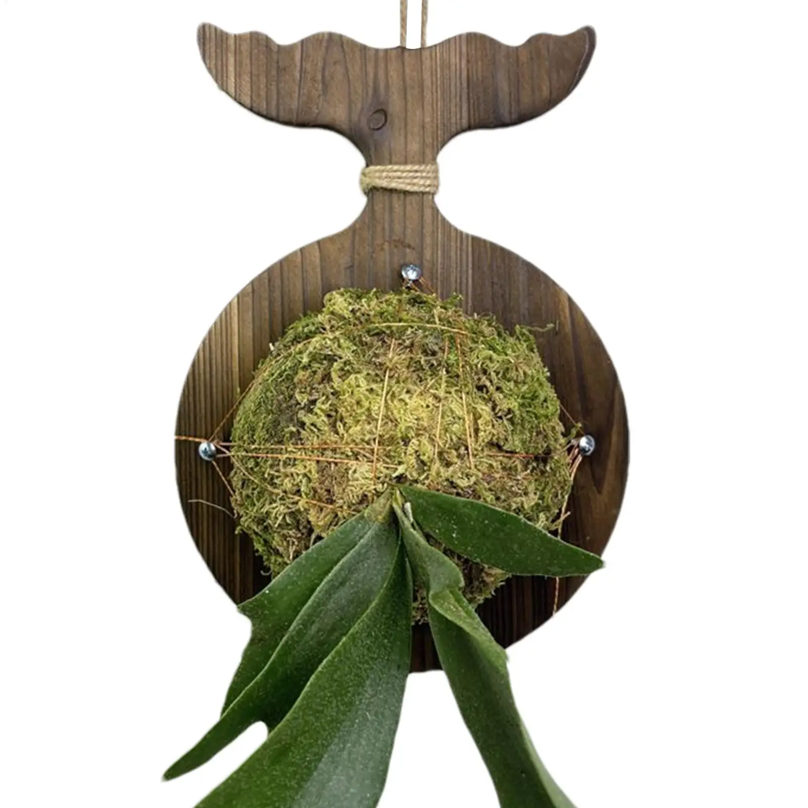 

Staghorn Fern Mounting Board Wooden Staghorn Fern Wall Planter Space Saving Garden Home Decor for Dorm Bedroom Offices Porch