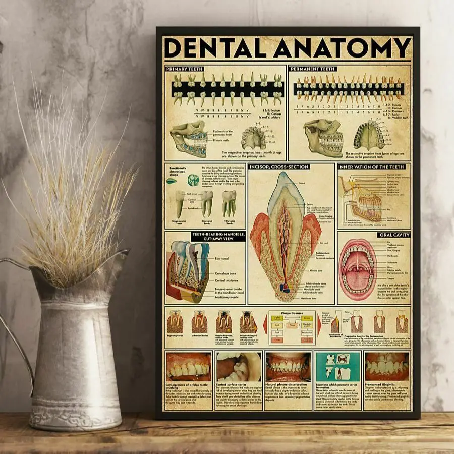 Tooth Dentist Dental Anatomy Vertical Clinic Teeth Mural Wall Art Pictures Posters Canvas Paintings Room Decorations Home Decor