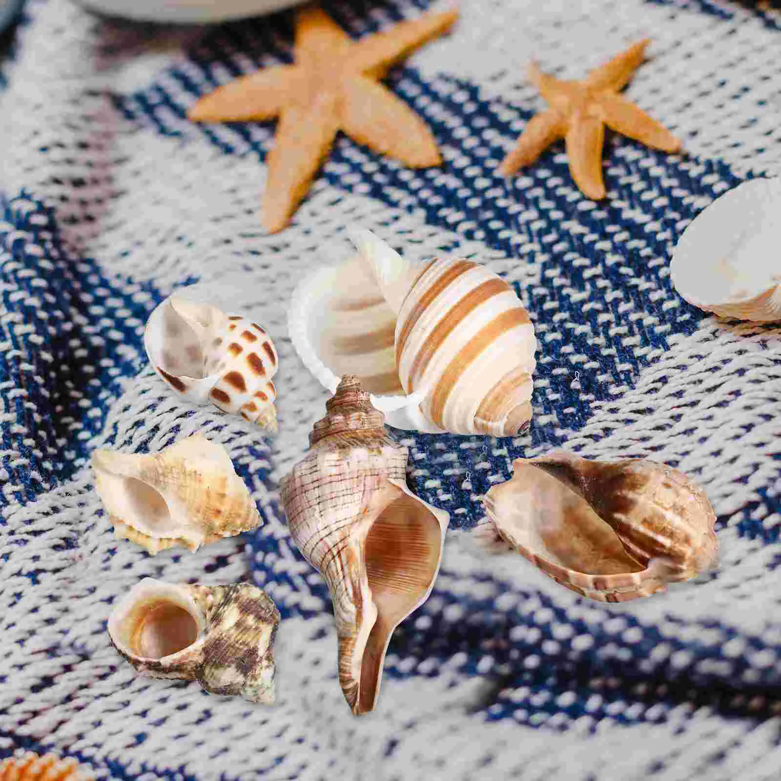 6 Pcs Sea ​​shell Conch Hermit Crab Travel Fish Tank Decor Birthday Decorations