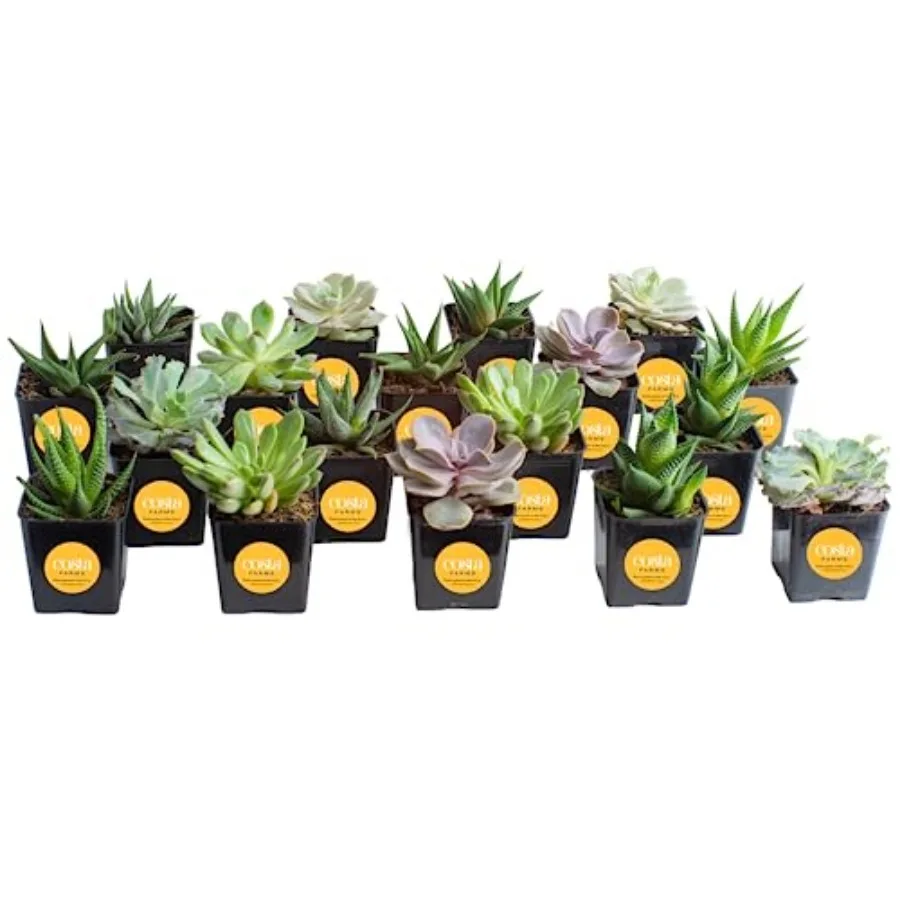 

Набор живых растений Assorted Grower's Choice в горшках для рассады, грунт для растений оптом, подарок для новорожденных, на свадьбу, для DIY-проектов