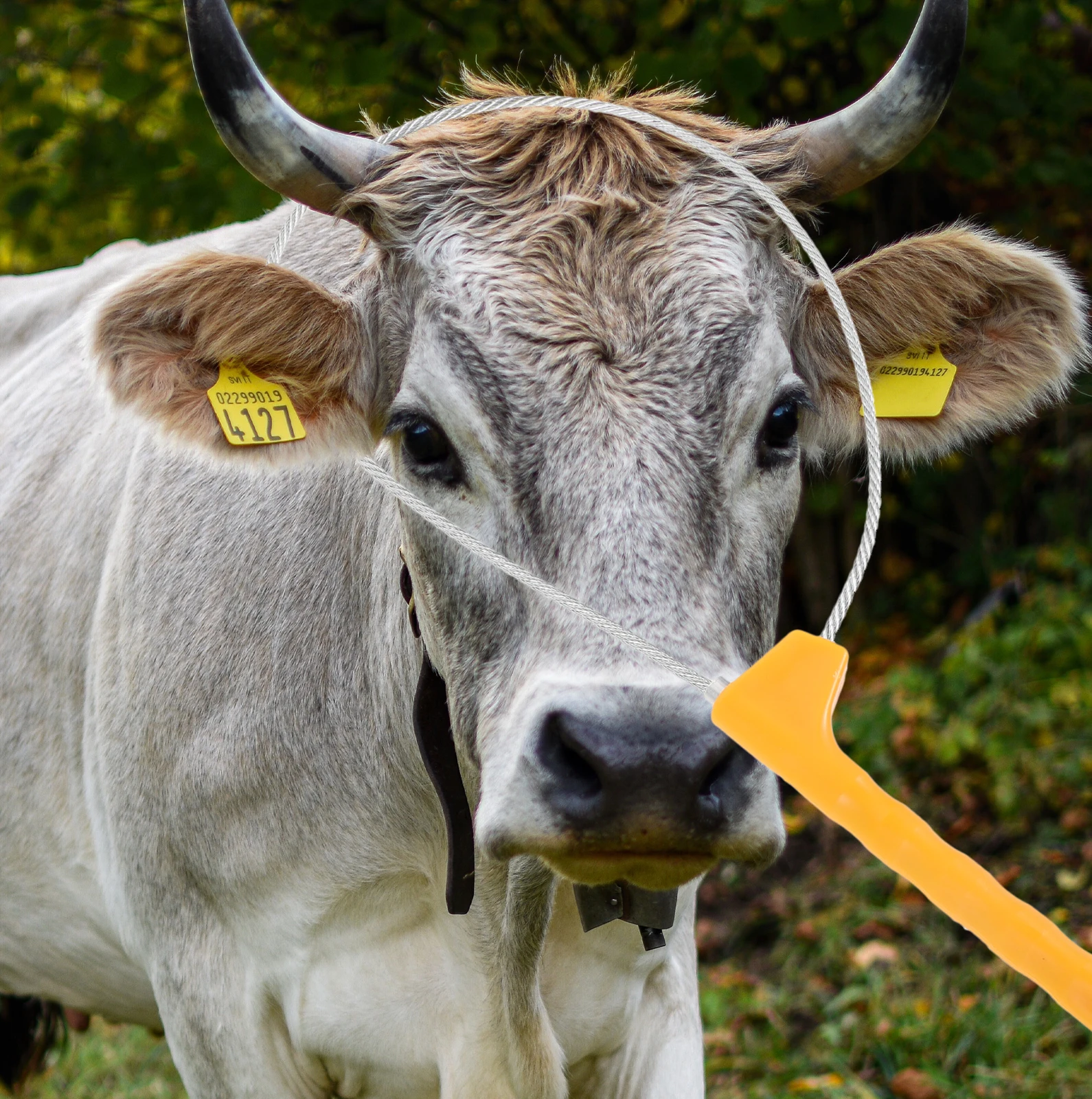 

Adjustable Stainless Steel Livestock Catching Tool Animal Holder Ergonomic Handle Metal Wire Pig Snare Farm Accessories Animal