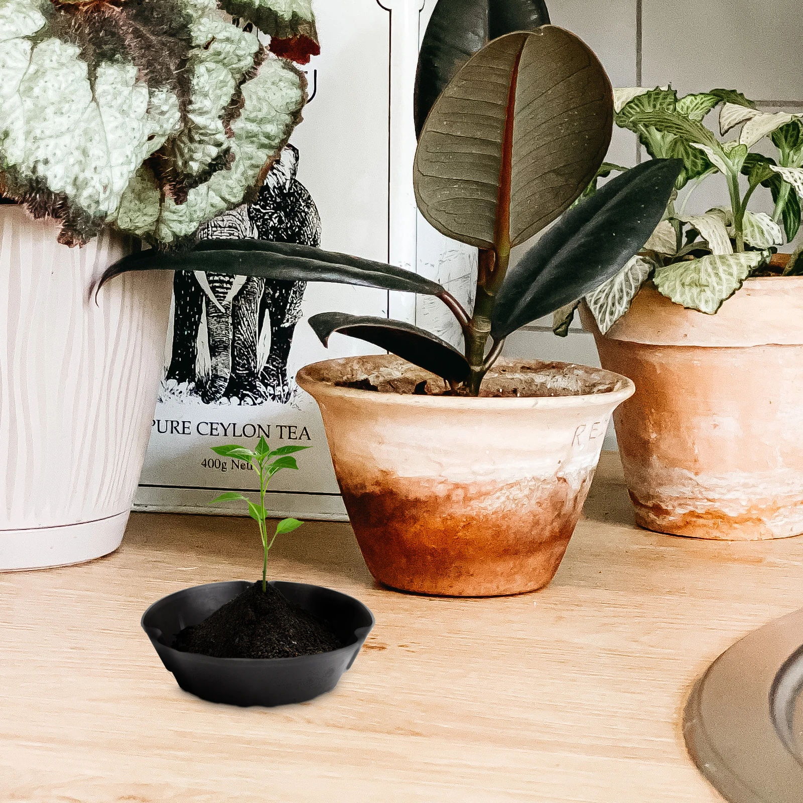 

2 Pcs Black Flower Plate Home Decoration Flowerpot Plastic Plant Flowers Practical Planters Garden Windowsill
