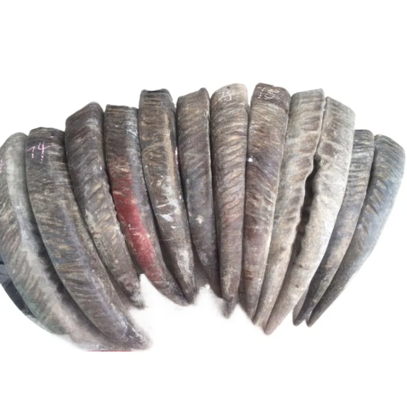 Black Buffalo Horn, Raw Material for Horn Bow, Raw Material, Raw Materials, Solid Horn Tips