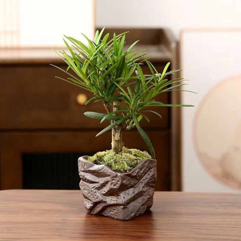 Coarse Pottery Small Vase Green Plant Pot Copper Money Grass Basin Hydroponic Green Pottery Desktop Ornaments Garden Home Decor
