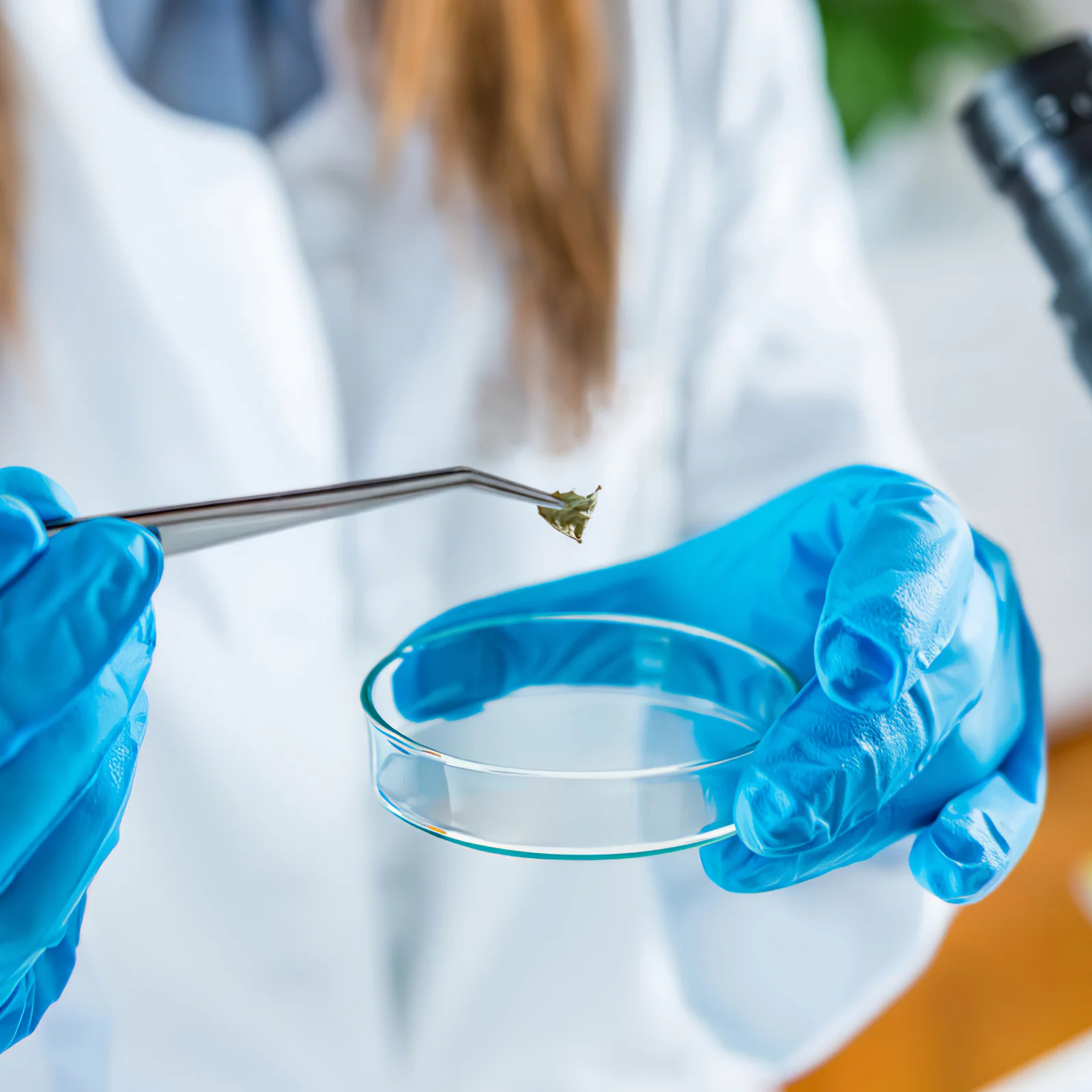 

5Pcs Glass Petri Dish Portable Reusable Reliable Tissue Culture Experiments Educational Petri Dish Culture Dishes