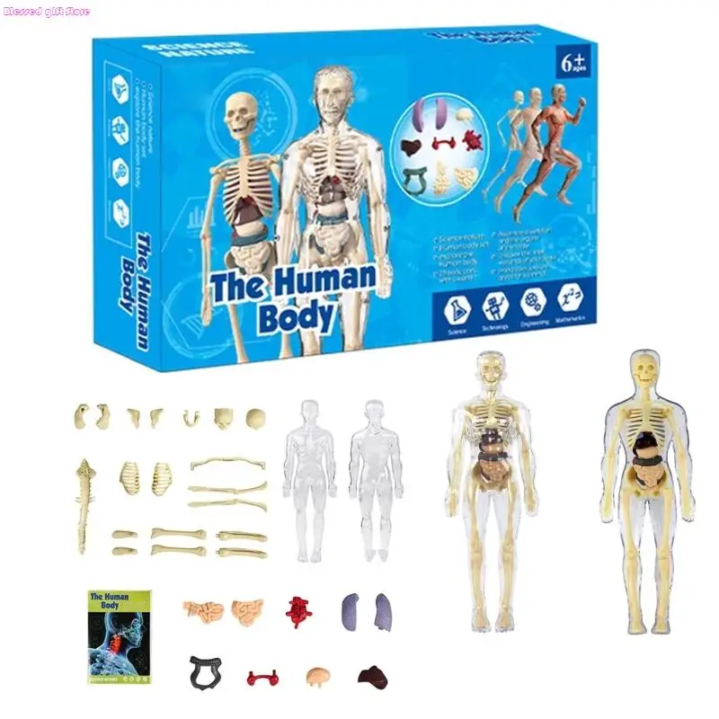 D0JC Giocattolo pratico per l'apprendimento che mostra struttura degli organi interni per studenti elementari