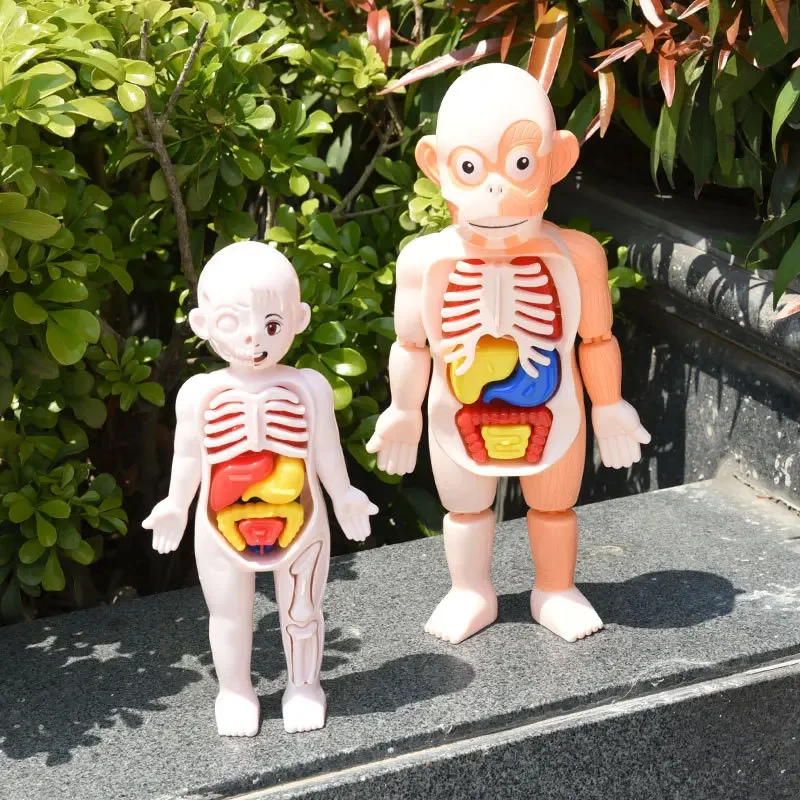 

Montessori Toys Children Science Education Human Body Organ Anatomy Model DIY Assembled Medical Toys Teaching Tools Child Kids