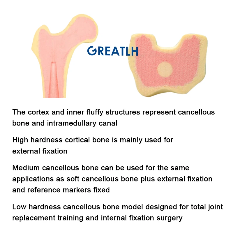 Left Hand Practice Model for Drilling Medical Teaching Model Foam Cortical Shell with Inner Cancellous Material