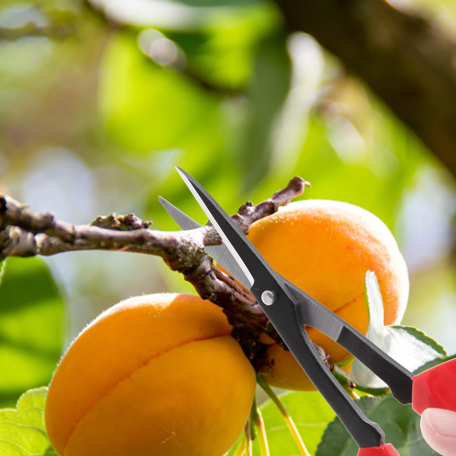 

Professional Branch Shear Stainless Steel Garden Tool Non-Skid Handle Ergonomic Design Rust-Proof Flower Scissor Trimming