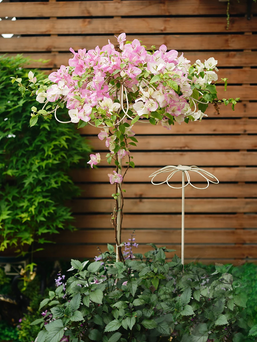 Windmill jasmine clematis climbing rattan rose blue snowflake umbrella frame wrought iron simple