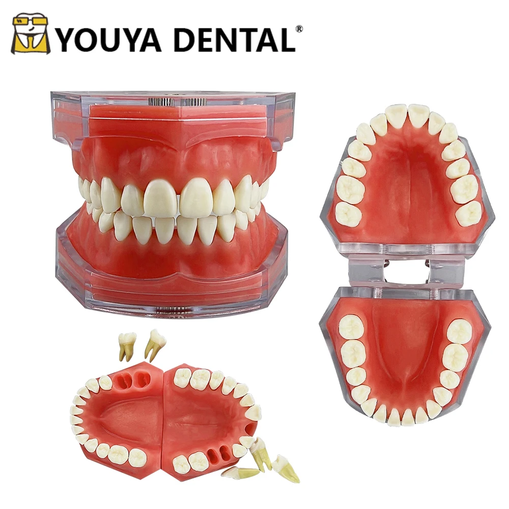 

Standard Teeth Teaching Model Detachable 28 Tooth Extraction Model For Dental Student Practice Demonstration Module