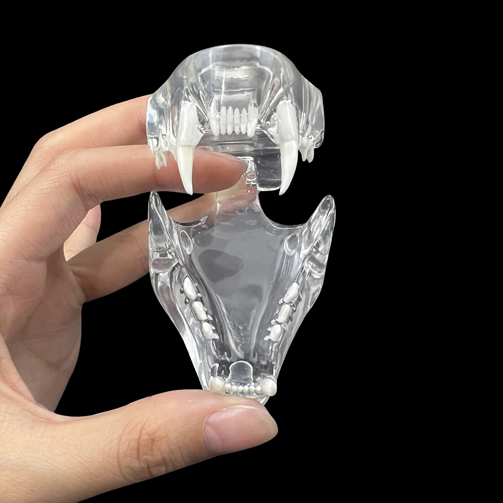 Dental Cat Teeth Model Transparent Dentition Model Anatomical Tooth Jaw Canine Veterinary Education Dentist Practice Teaching