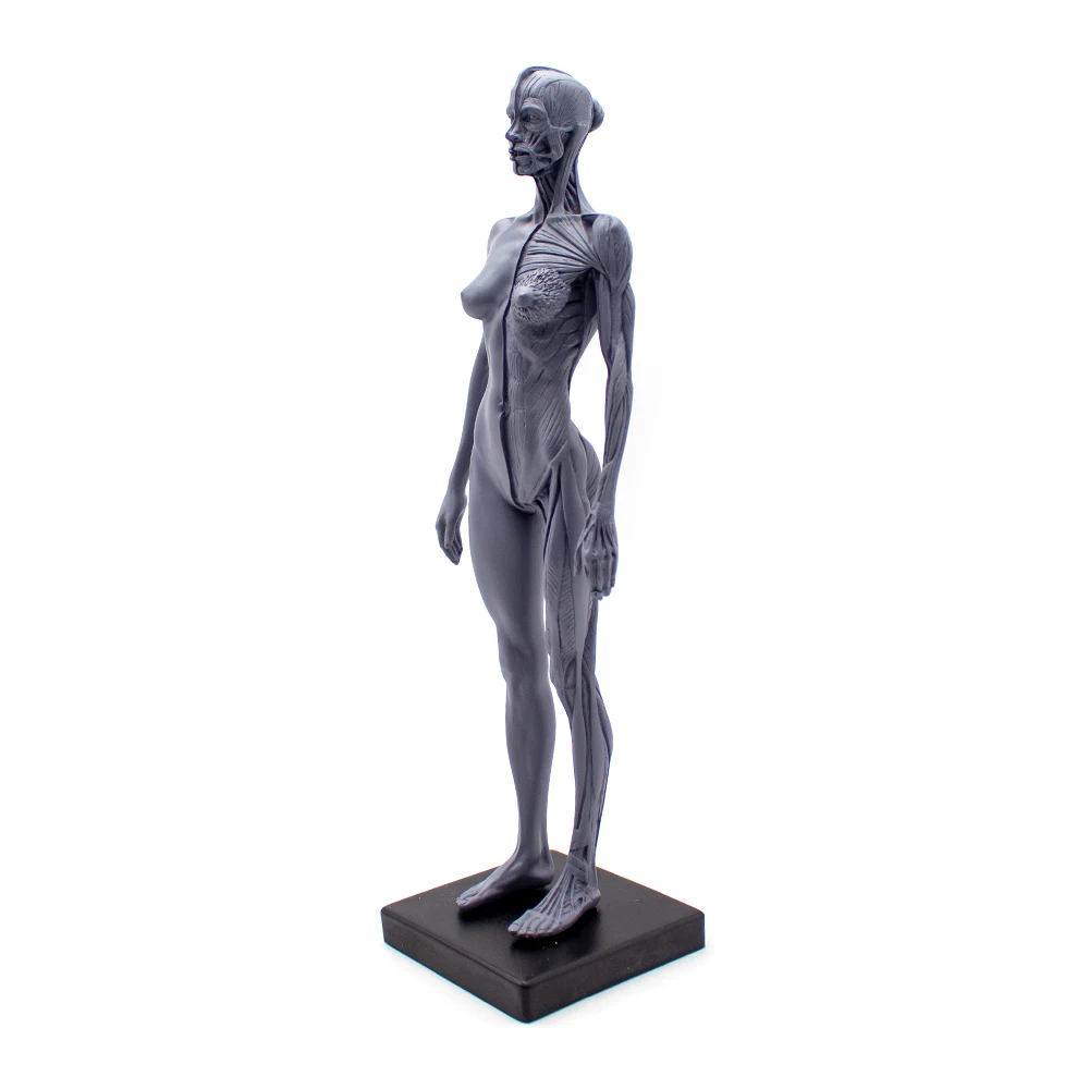 Escultura de sangre de cráneo de anatomía anatómica humana, modelo de cuerpo de cabeza, modelo de hueso muscular masculino y femenino 1:6, altura del cuerpo humano de 30CM