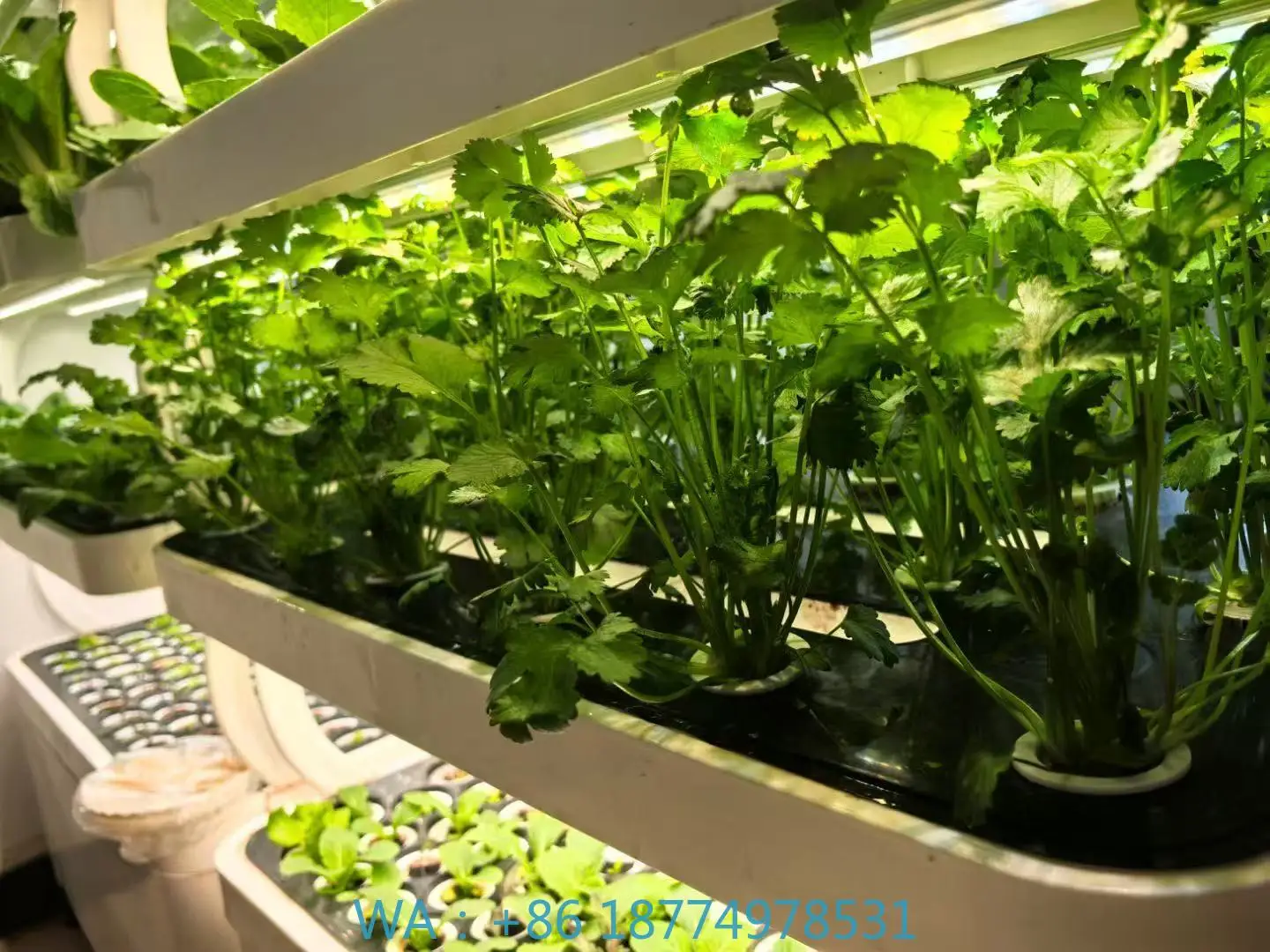 rowing System with Pump 5-Layer System for Home UseHydroBlue Vertical Hydroponic G