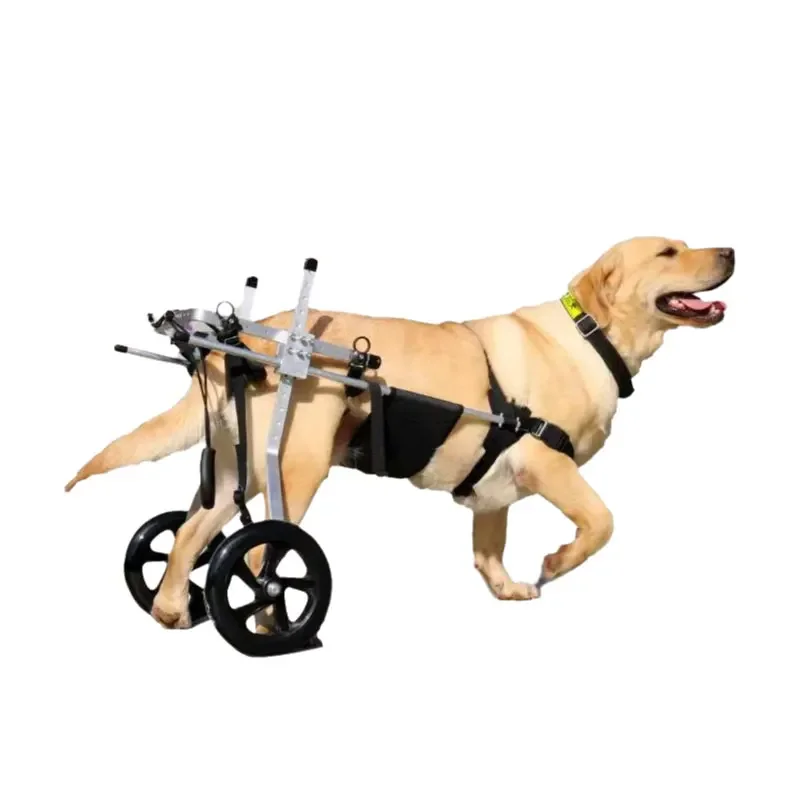 

Dog Cart Doggy cat with Disabled Hind Dog for Back Legs