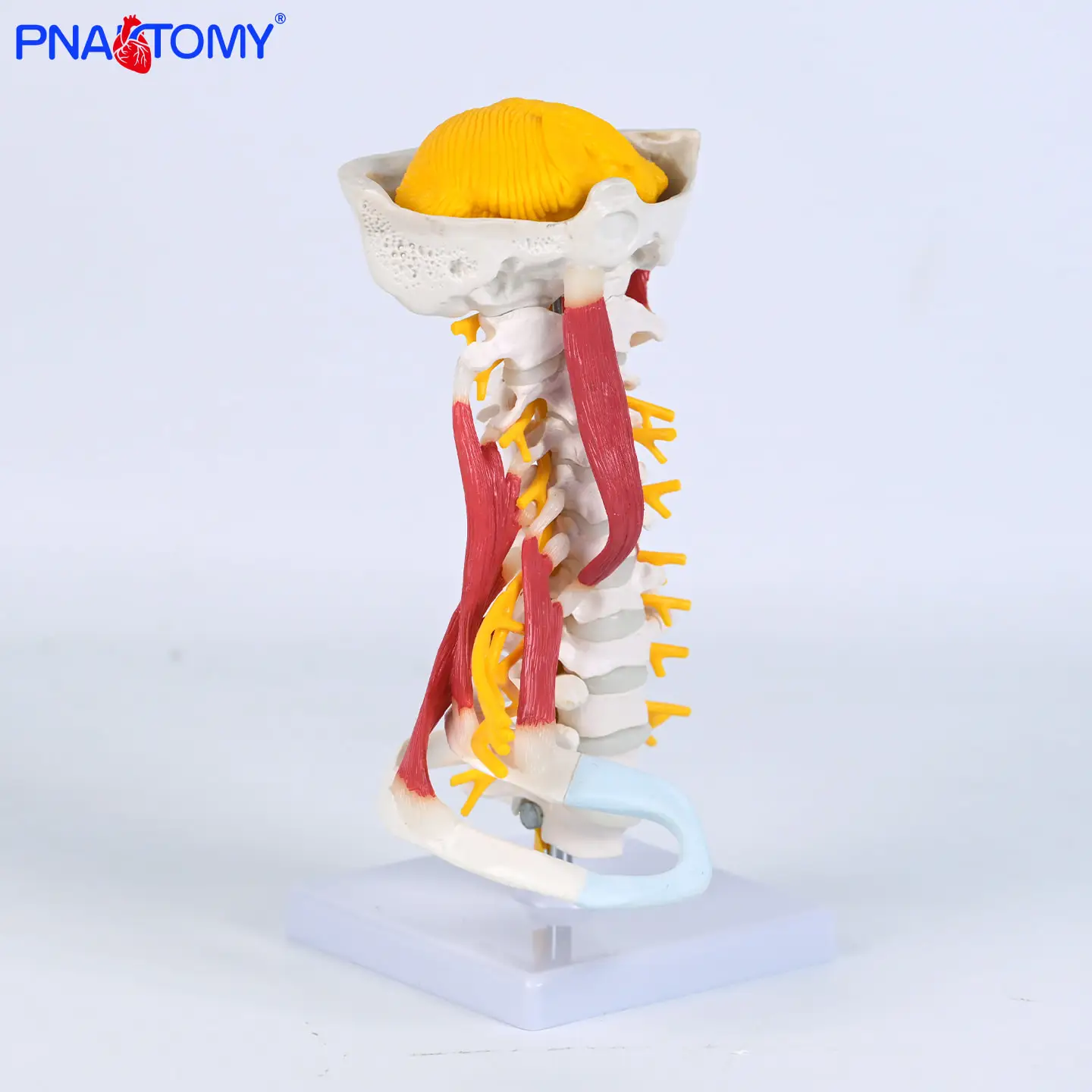 

Anatomical Model of Human Cervical Vertebra Musculoskeletal Arteriooccipital Intervertebral Disc