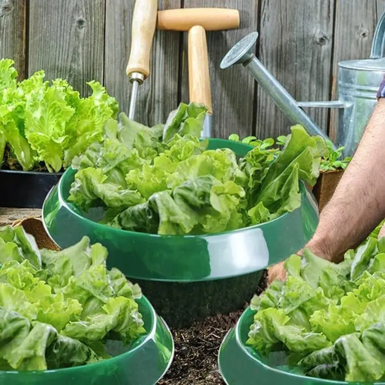 Wiederverwendbare Gemüseschutzhüllen Gartenpflanzen-Schnecken- und Nacktschneckenschutzkragen Landwirtschaftlicher Wasserschutz für Blumen – Detail 6