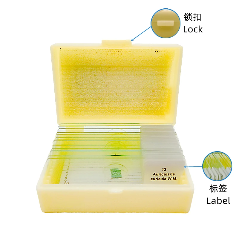 12Pcs Teaching Fungi Prepared Microscope Slides