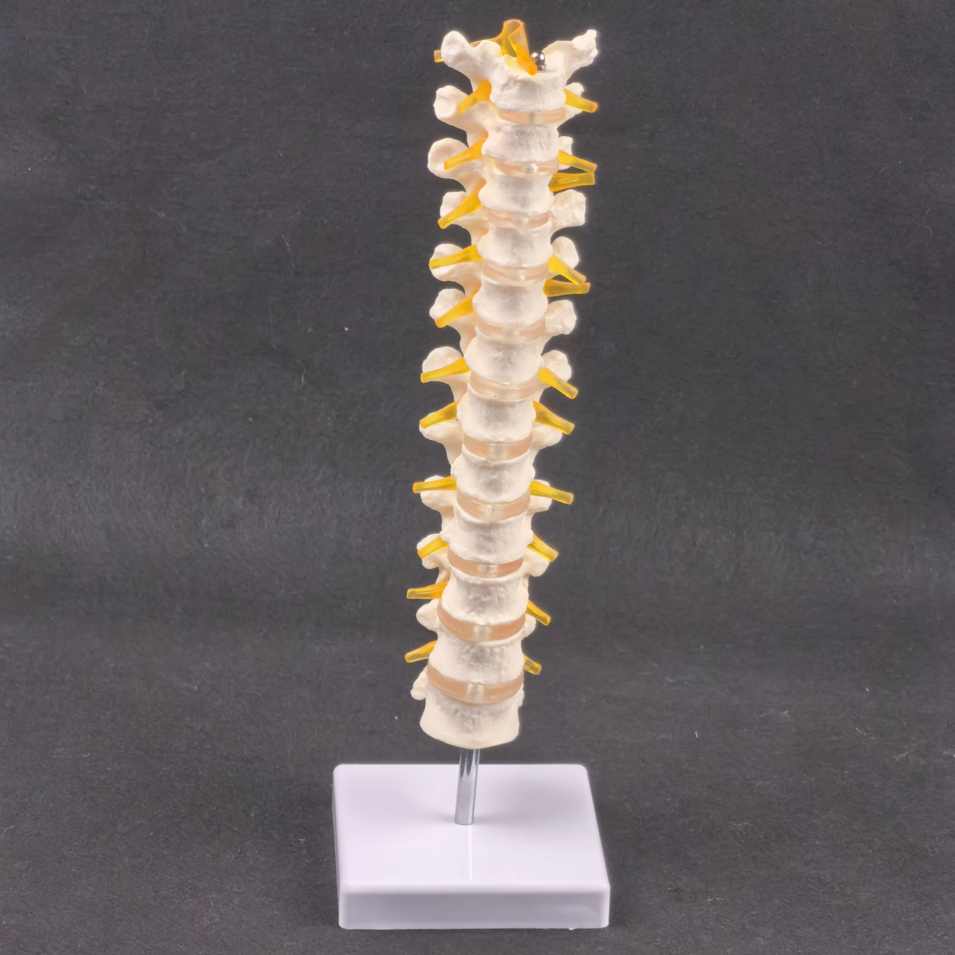 

Человеческий размер в натуральную величину 12, грудные позвонки, скелет, анатомическая модель шейного отдела позвоночника, учебное пособие, образование