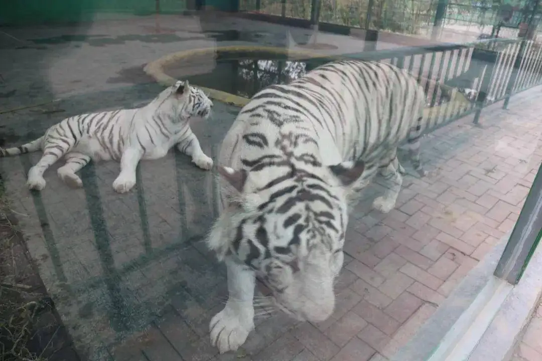 Metal Gear Servo 5 Wire for SG 1603 SG 1604 SG1603 SG1604 1/16 RC Car Upgrade Parts Accessories