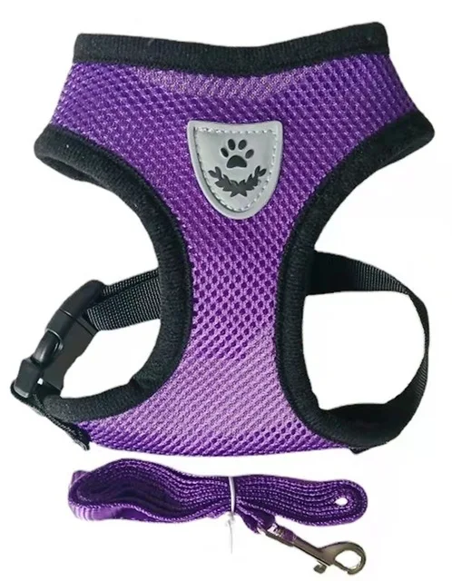 Purple harness and lead