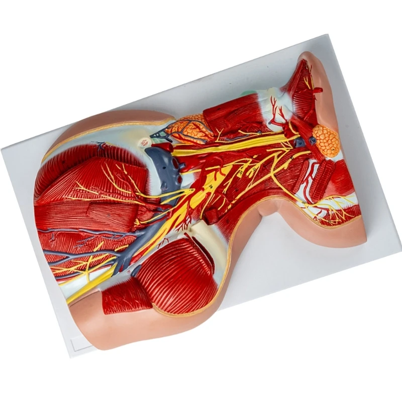 Neck Muscles Blood Vessels and Nerves Anatomy Model