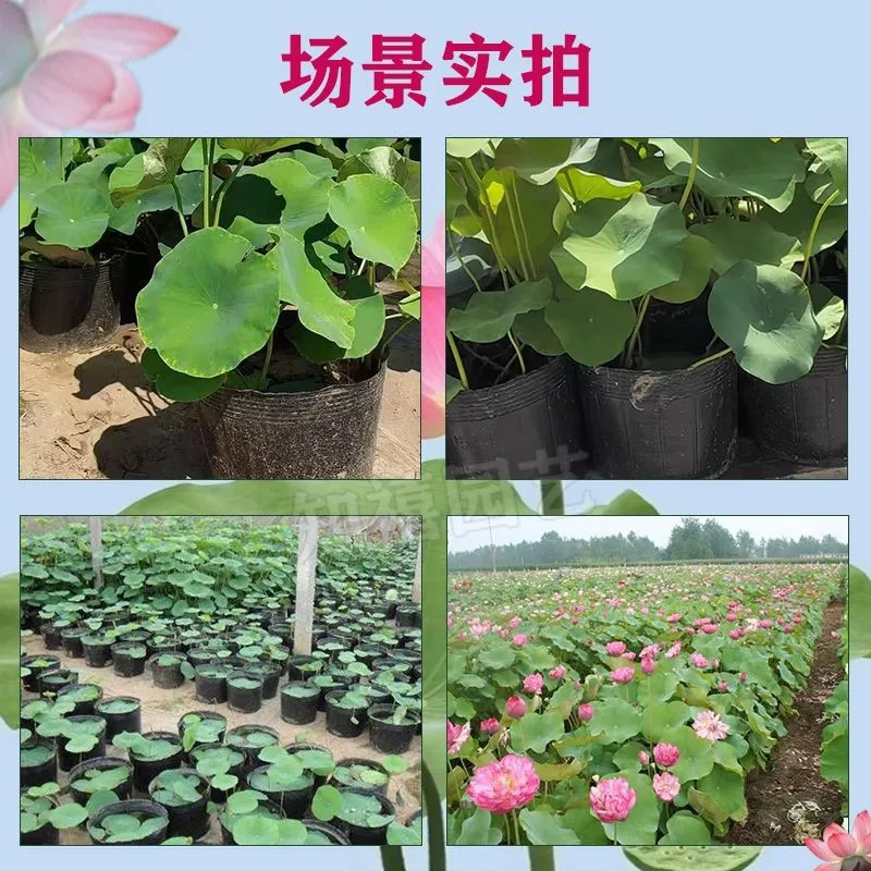 

Утолщенные непористые герметичные детские горшки/чашки для водных растений: лотос и водная лилия