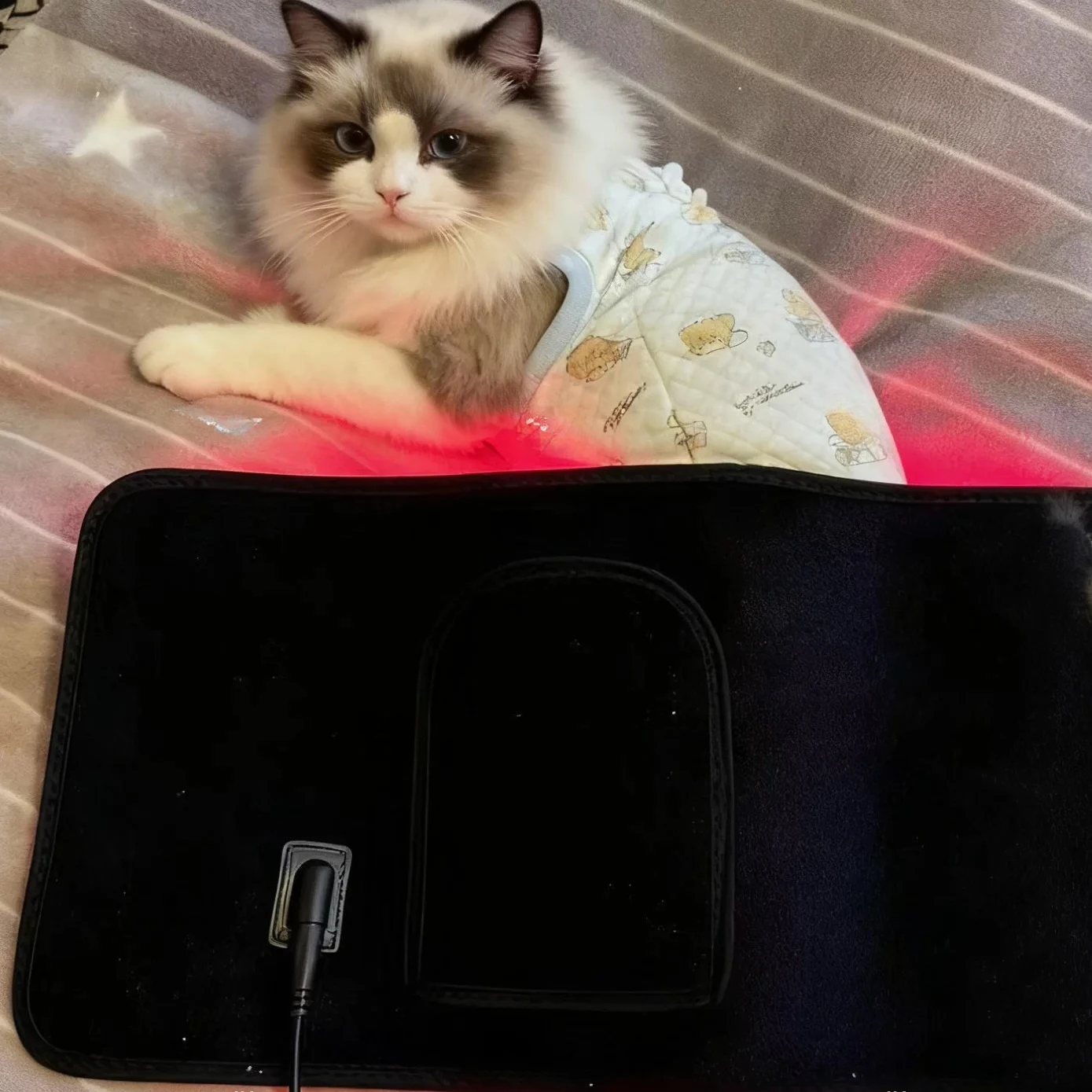 Pet infrared red and blue light physiotherapy dog fracture patella lumbar spine recovery joint cat red light therapy belt
