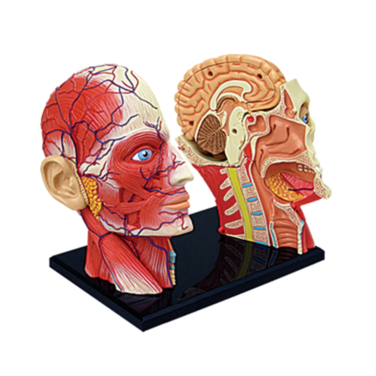 Medical-Torso Human Body Model Education Head Muscles Nerve Organs Model for Student Teaching Study Assembling Model