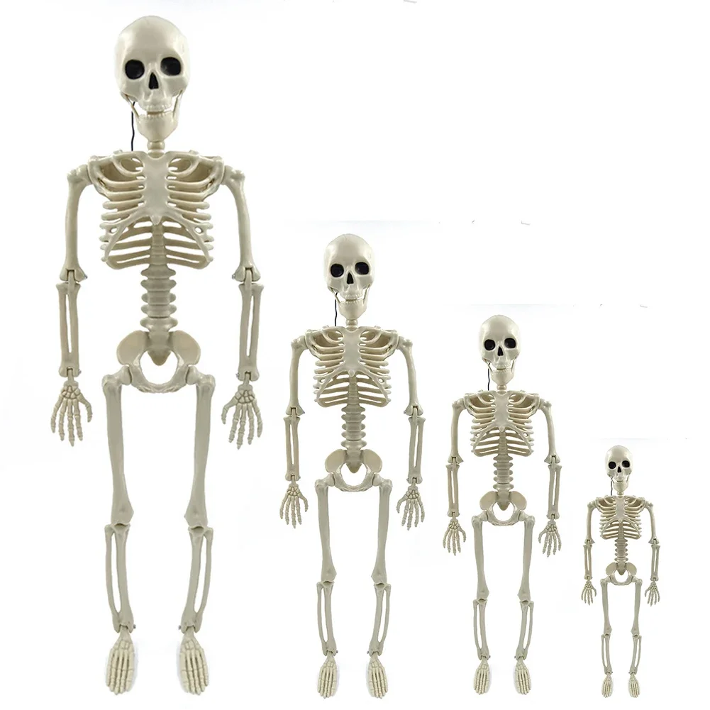 170cm Halloween Horror Anatomy Movable Skull Skeleton Halloween Props Poseable Full Life Size Skeleton Prop Halloween Decoration